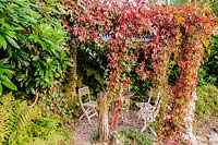 Tea shelter draped with Virginia Creeper, Parthenocissus quinquefolia, Pinsla, Cornwall, UK