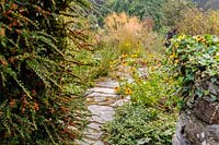 Cotoneaster, rudbeckias and Stipa gigantea along pathway, Pinsla, Cornwall, UK