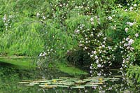 Rosa 'Paul's Himalayan Musk' with weeping willow at water's edge with native waterlily Nuphar lutea.