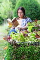 Close up detail of lettuce planted in living gabion bench with woman relaxing in background