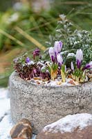 Circular stone trough planted with Crocus, Conifer and Anemones