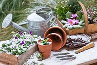 Snowy winter table scene with box and trug planted with Viola, Primula and Heather