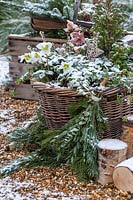 Winter basket planted with Helleborus, Hedera and miniature conifer 