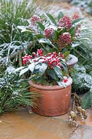 Winter containers planted with Skimmia. 