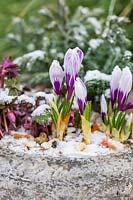 Crocus and Anemone in circular stone trough with dusting of snow. 