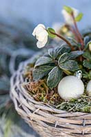 Basket planted with Helleborus niger on garden table in frost