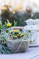 Frosty white wire basket planted with Eranthis hyemalis - Winter Aconites