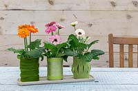 Tin cans covered with felt and wool planted with Gerbera