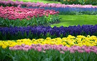 Tulipa and Hyacinth planted in the lawn of the parc of the Keukenhof.
