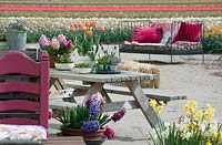 Colourful terrace decorated with many flowering spring bulbs in pots. De Tulperij: Dutch nursery of Daan and Anja Jansze at Voorhout, Holland.
