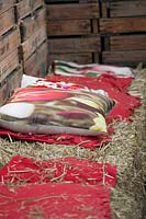 Pillows with tulip prints on a bench of hay. De Tulperij: Dutch nursery of Daan and Anja Jansze at Voorhout, Holland.
