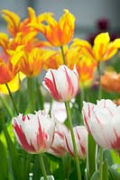 Tulipa - tulips