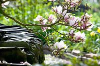 Magnolia - flowering branch 