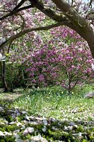 View of flowering Magnolia in garden. 