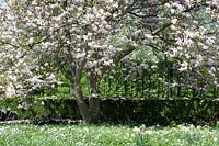 Flowering Magnolia in garden