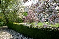 View of flowering Magnolia overhanging garden hedge. 