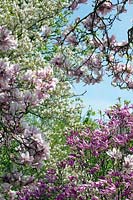 Magnolia 'Susan', Magnolia 'Soulangeana and blossom