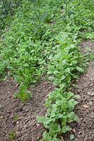 Mixed weed infestation in vegetable plot.
