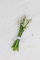 Posy of Snowdrops tied with lace ribbon. 