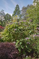 Hydrangea aspera - Stonyford Cottage Gardens, Cheshire, UK. 