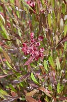 Dodonaea viscosa 'Purpurea' - Purple Hopbush