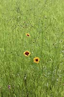 Coreopsis tinctoria in a wildflower meadow. 