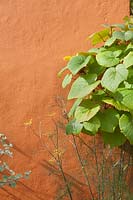 Grapevine leaves and dill growing in front of orange wall