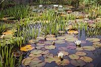 Stratoides aloides and white Nymphaea - Water soldiers and Water lilies 
