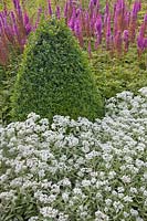 Anaphalis triplinervis 'Sommerschnee' - Summer Snow, with Buxus cone and Astilbe chinensis var taquetii 'Purpurlanze' beyond