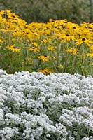 Anaphalis triplinervis 'Sommerschnee' - Summer Snow with Rudbeckia fulgida var. sullivantii 'Goldsturm'