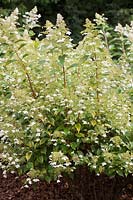 Hydrangea paniculata 'Kyushu' 
