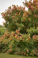 Cotinus obovatus - American smoketree 