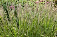 Calamagrostis brachytricha - Korean feather reed grass 