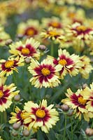 Coreopsis 'Uptick Yellow And Red' - Tickseed 