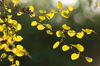 Cercidiphyllum japonicum AGM - Katsura tree