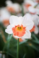 Narcissus 'Precocious' - Daffodil AGM