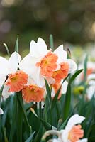 Narcissus 'Precocious' - Daffodil AGM