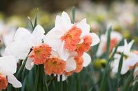 Narcissus 'Precocious'  - Daffodil AGM