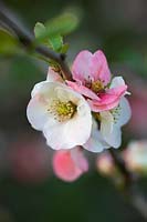 Chaenomeles speciosa 'Moerloosei' - japanese quince - Synonyms: Chaenomeles speciosa 'Apple Blossom', Chaenomeles superba 'Moerloosii'