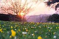 Meadow with white and yellow Narcissus at sunset