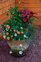Hose in hose or stacked pots planted with summer annuals - 
smaller pot had lost its bottom - Calibrachoa 'Coral Reef', Coleus 'Campfire', 
Bidens 'Pirates Pearl', Lobelia richardsonii hort.