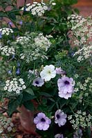 Summer pots with Petunia axillaris, Petunia 'Blue Vein' and Ammi major 'Graceland'