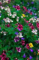 Summer pots for compact and restricted spaces - 
Petunia Littletunia Bicolour Illusion with Nemesia 'Sweet Lady', 
Bidens 'Golden Glory', Lobelia Waterfall Blue