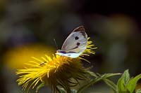 Green veined white butterfly - Pieris napi feeding on Inula hookeri yellow daisy flower