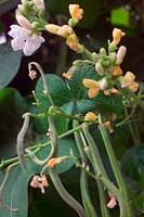Phaseolus coccineus 'Snowstorm' - Runner Bean flower and beans