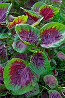 Amaranthus 'Passion' - Chinese Spinach, Yin choi, Lin Choi