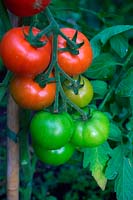 Solanium lycopersicum 'Gloriana' - Tomato on the vine