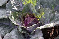 Cabbage 'Kalibos'