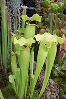 Sarracenia flava var. rugelii, carnivorous pitcher plant