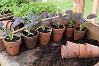 Freshly transplanted Pak Choi 'Red Lady' F1, seedlings growing in old terracotta pots on potting bench.  